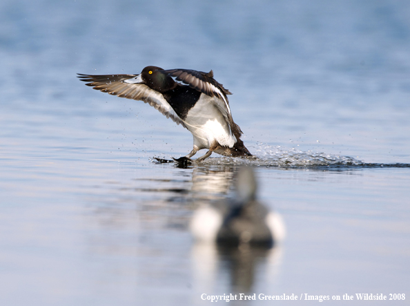 Lesser Scaup Landing