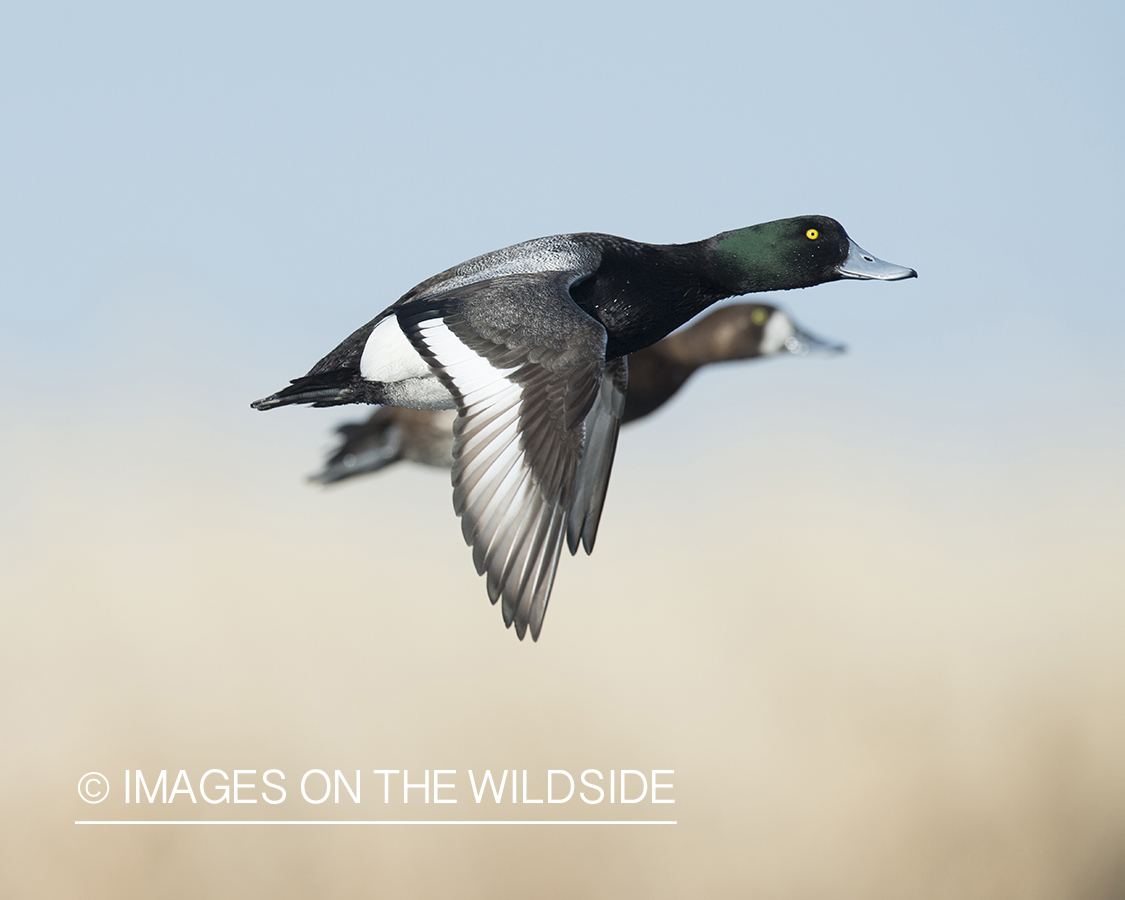 Greater Scaup in flight.