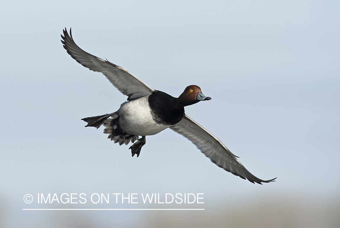 Redhead in flight.