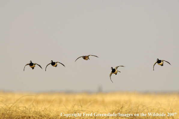 Ring-necked ducks in flight