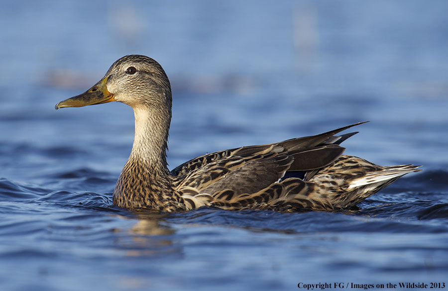 Mottled duck in habitat.