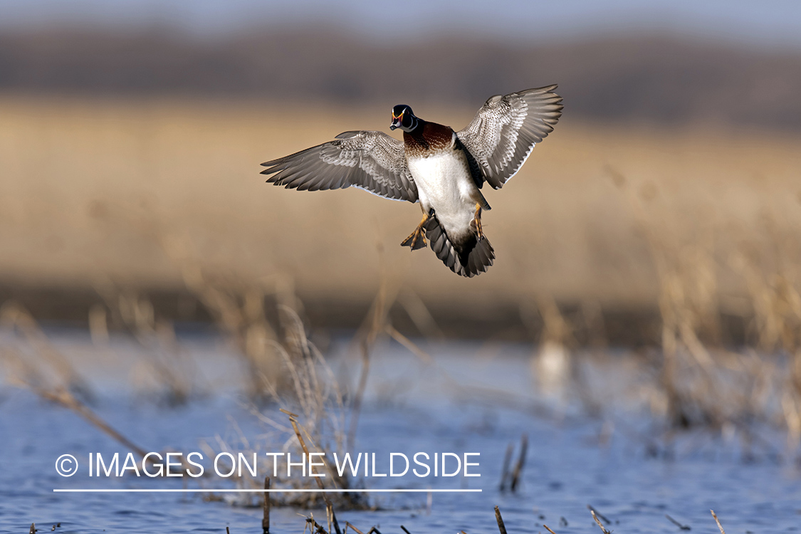 Wood duck in flight.