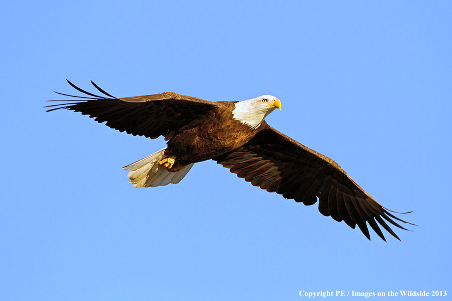 Bald eagle in flight. 