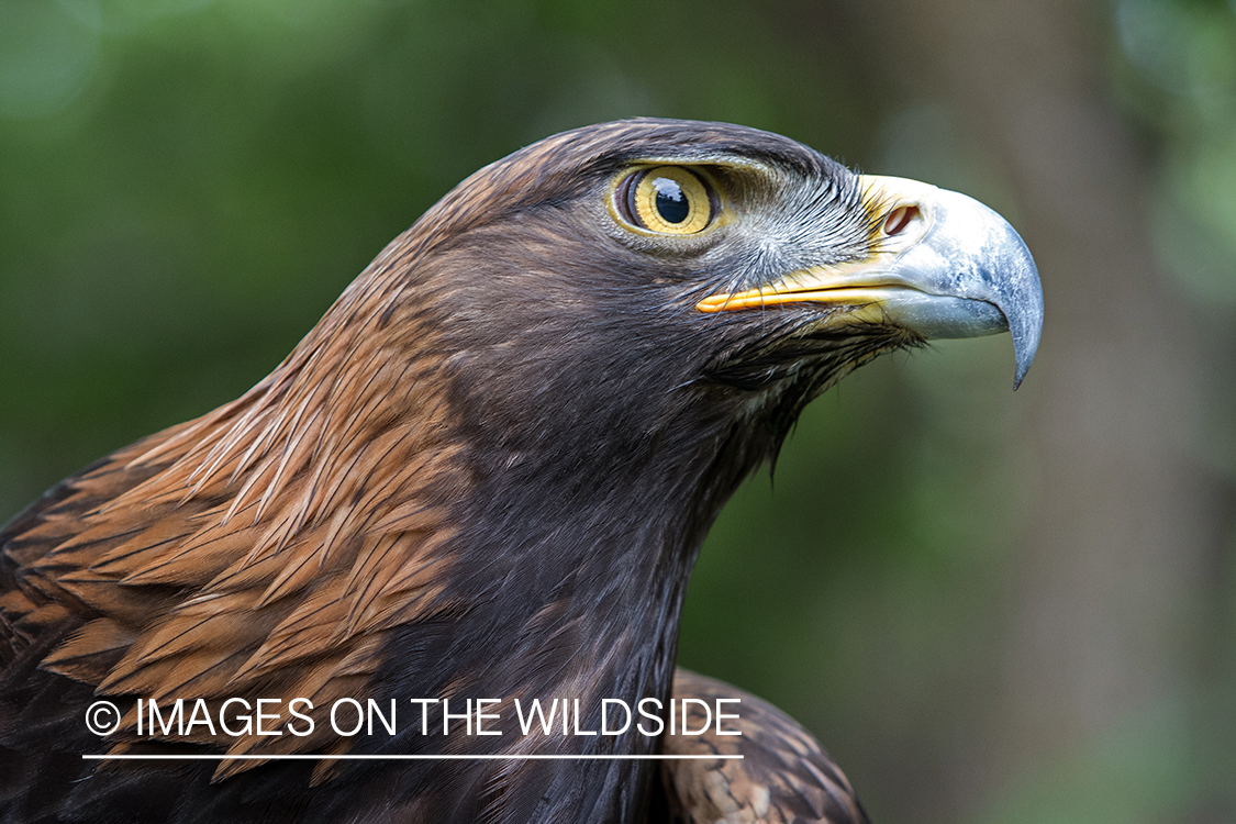 Golden eagle close up.