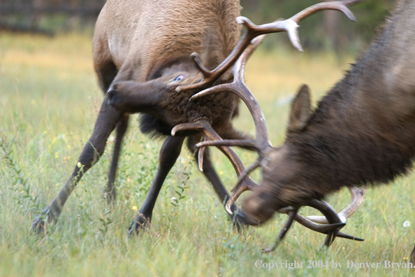 Rocky Mountain bull elk fighting.