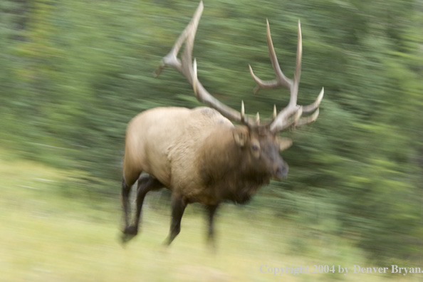 Rocky Mountain bull elk running.