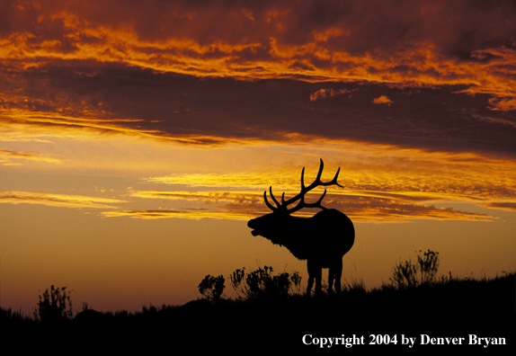 Rocky Mountain bull elk bugling at sunrise/sunset.