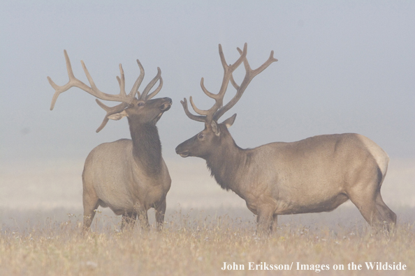 Bull elk in velvet.