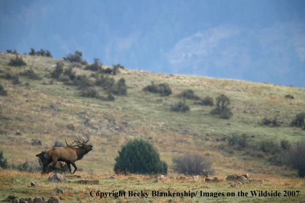 Rocky Mountian Bull Elk Bugling