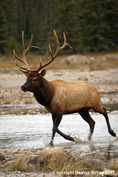 Rocky Mountain Elk running