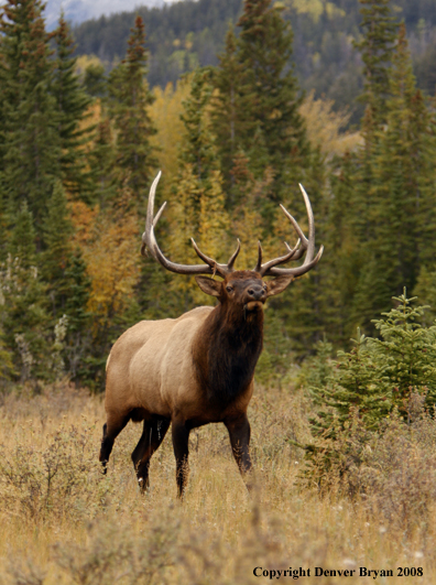 Rocky Mountain Elk 