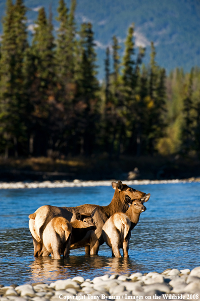 Cow elk with calves