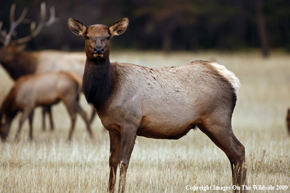 Cow Elk