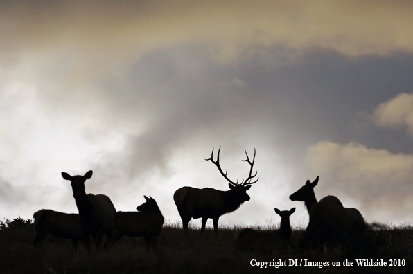 Rocky Mountain elk herd silhouetted against a stormy morning sky.