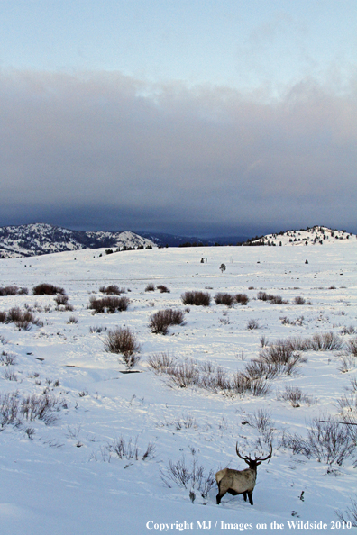 Rocky Mountain Bull Elk in habitat. 