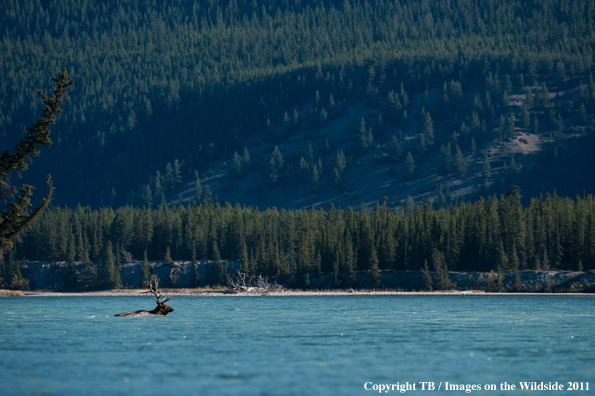 Bull elk in river. 