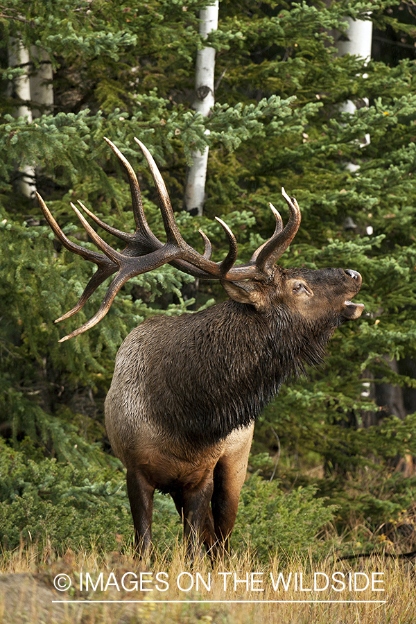 Rocky Mountain bull elk bugling. 