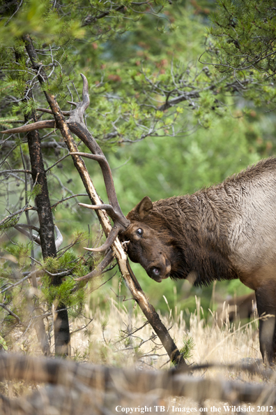 Bull elk rubbing branch. 