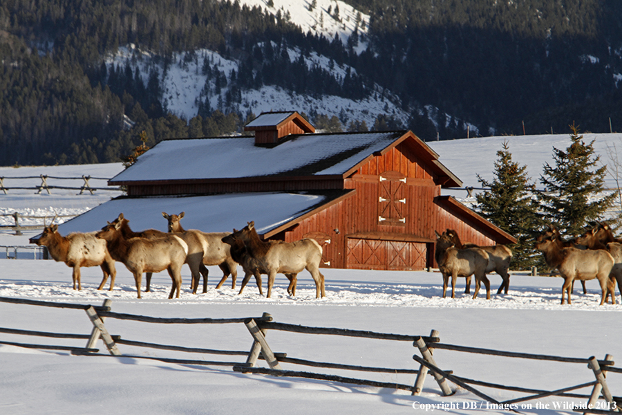 Elk in winter near urban area.