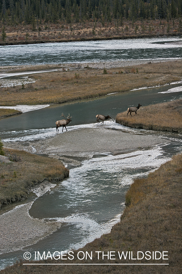 Rocky Mountain Elk crossing river. 