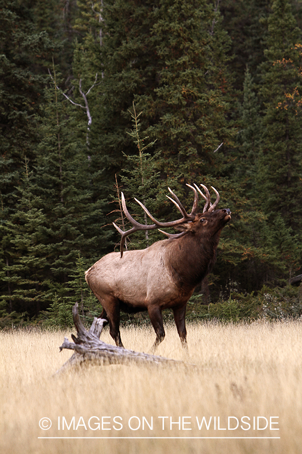 Rocky Mountain Bull Elk during the rut.