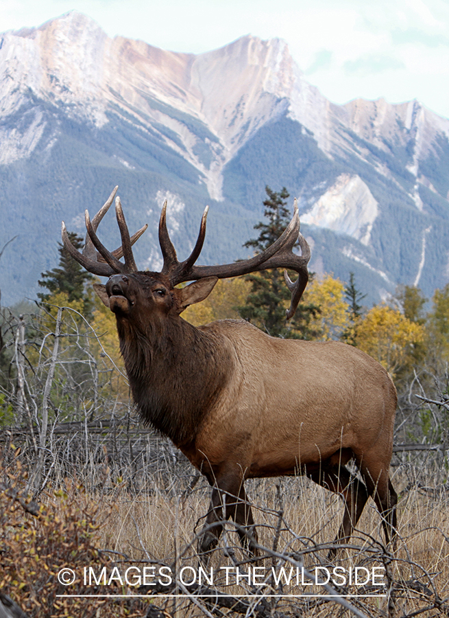 Rocky Mountain Bull Elk bugling in habitat.