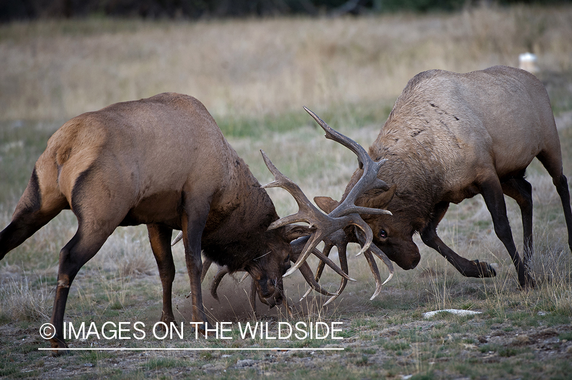 Bull elk fighting in the Rut.