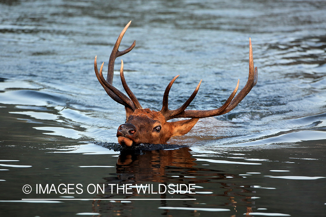 Bull elk swimming.