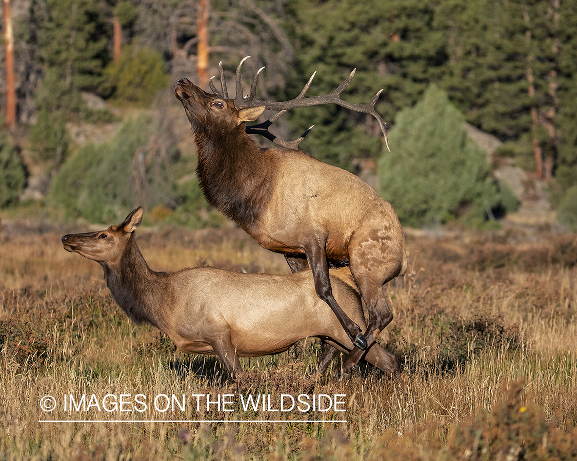 Bull and cow elk mating.