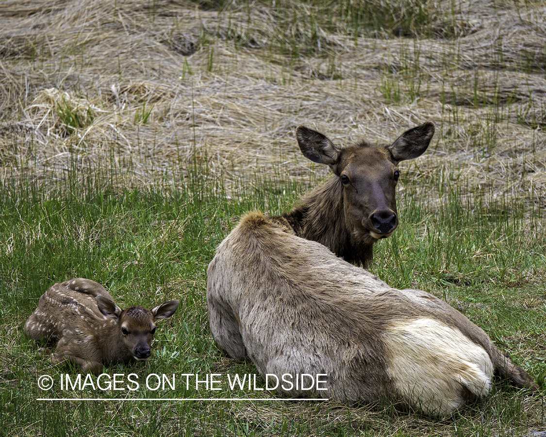 Cow elk with newborn calf.