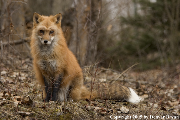 Red fox in habitat.