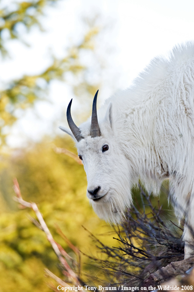 Billy Mountain Goat