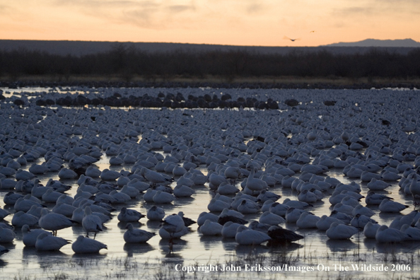 Snow geese in habitat.