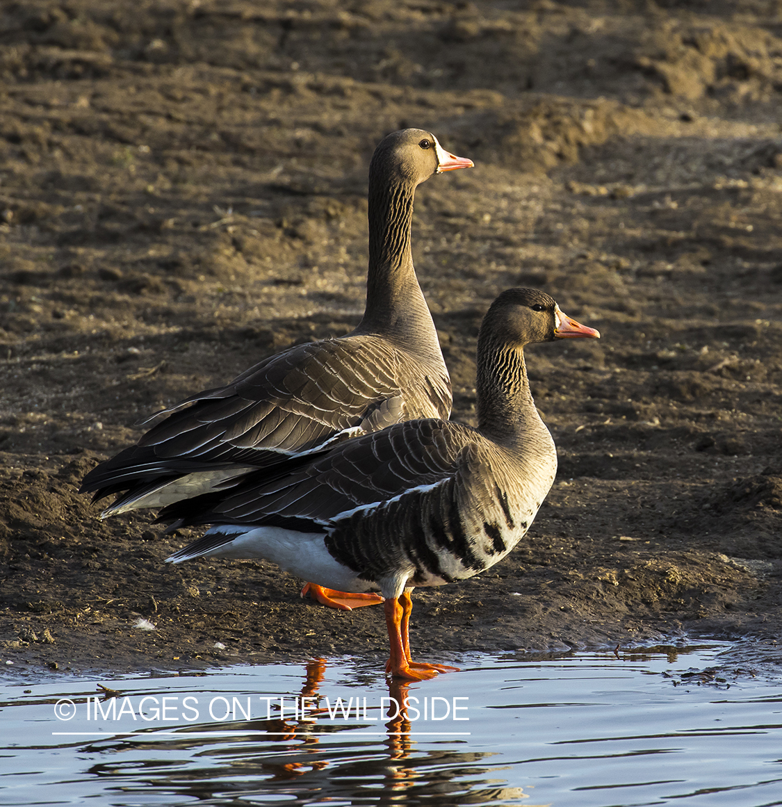 White-fronted geese in habitat.