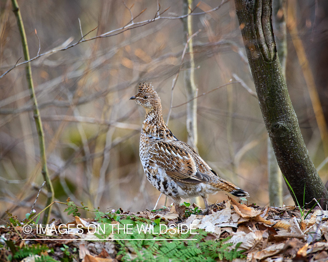 Ruffed Grouse.