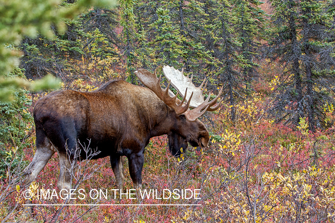 Alaskan bull moose in habitat.