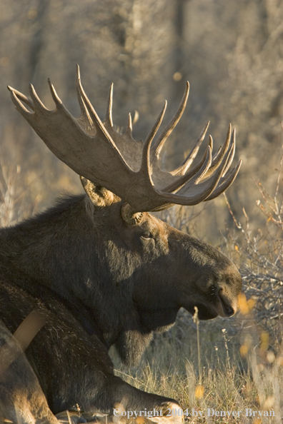 Shiras bull moose bedded down.