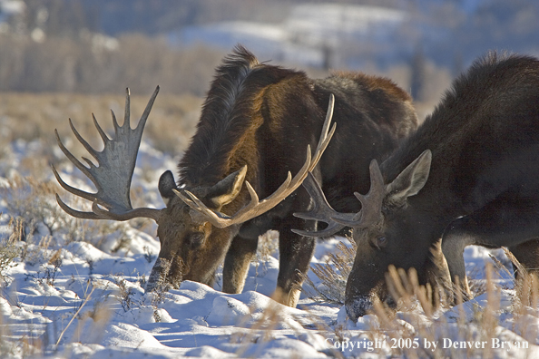 Shiras bull moose in habitat.