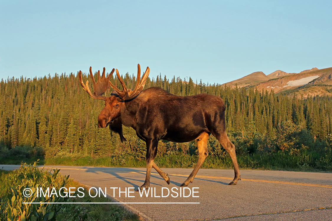 Bull moose in Velvet crossing road.