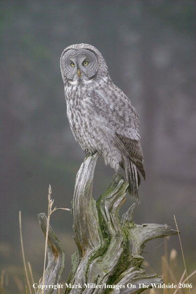 Great Grey Owl.