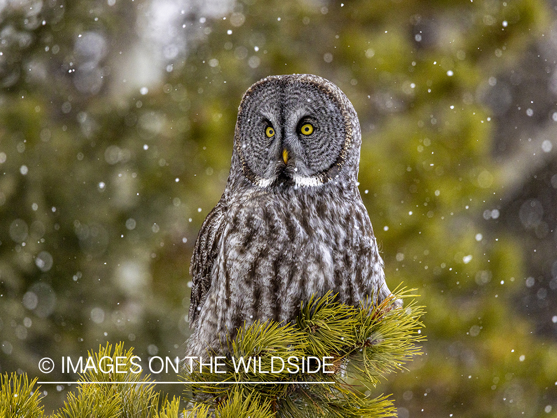 Great Grey Owl in habitat.