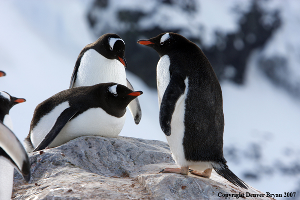 Gentoo Penguin in habitat