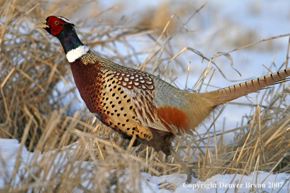 Ring-necked pheasant in habitat