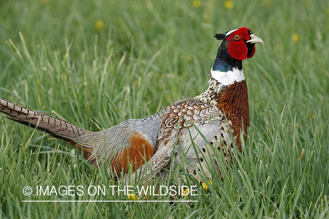 Ring-necked pheasant in grass.