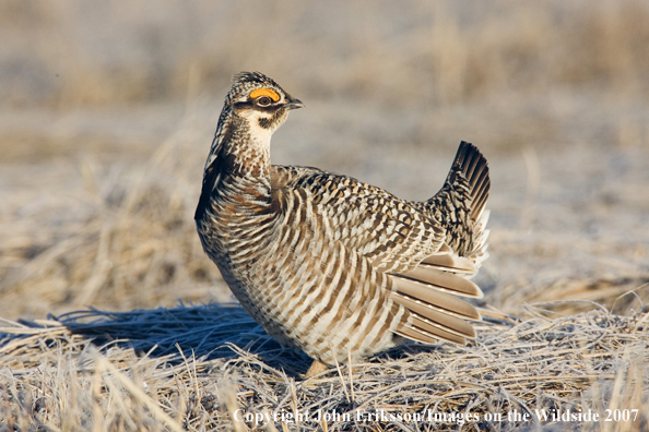 Greater Prairie Chicken in habitat.