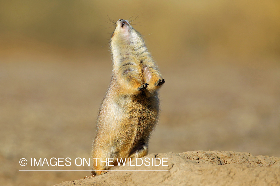 Prairie dog in habitat.