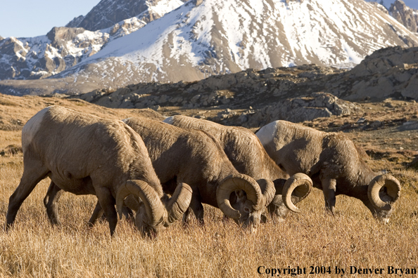 Herd of Rocky Mountain bighorn sheep (rams).