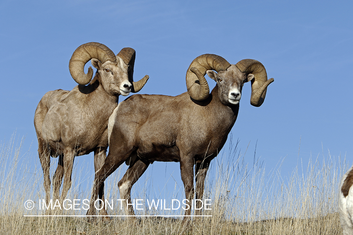 Rocky Mountain bighorn sheep in field.