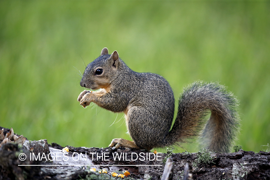 Gray squirrel in habitat.