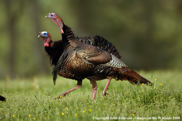 Eastern Wild Turkey